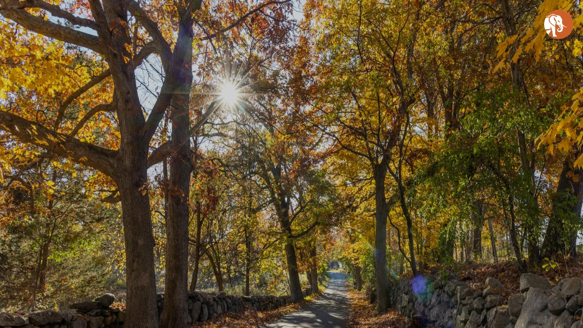 यो-यो मा: एक प्रेरणादायक जन्मदिन यात्रा