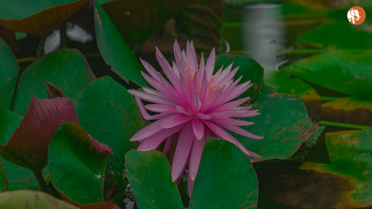 लीलू टेलर: प्रेरणा की एक कहानी लीलू टेलर: प्रेरणा की एक कहानी