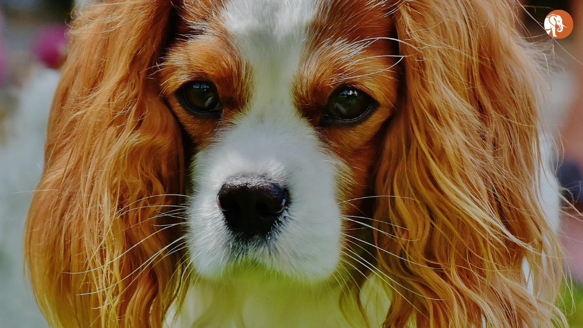 क्लाइव बार्कर: हॉरर और फैंटेसी के जादूगर का जन्मदिन