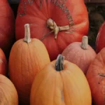 केट जैक्सन: एक प्रेरणादायक जीवनी