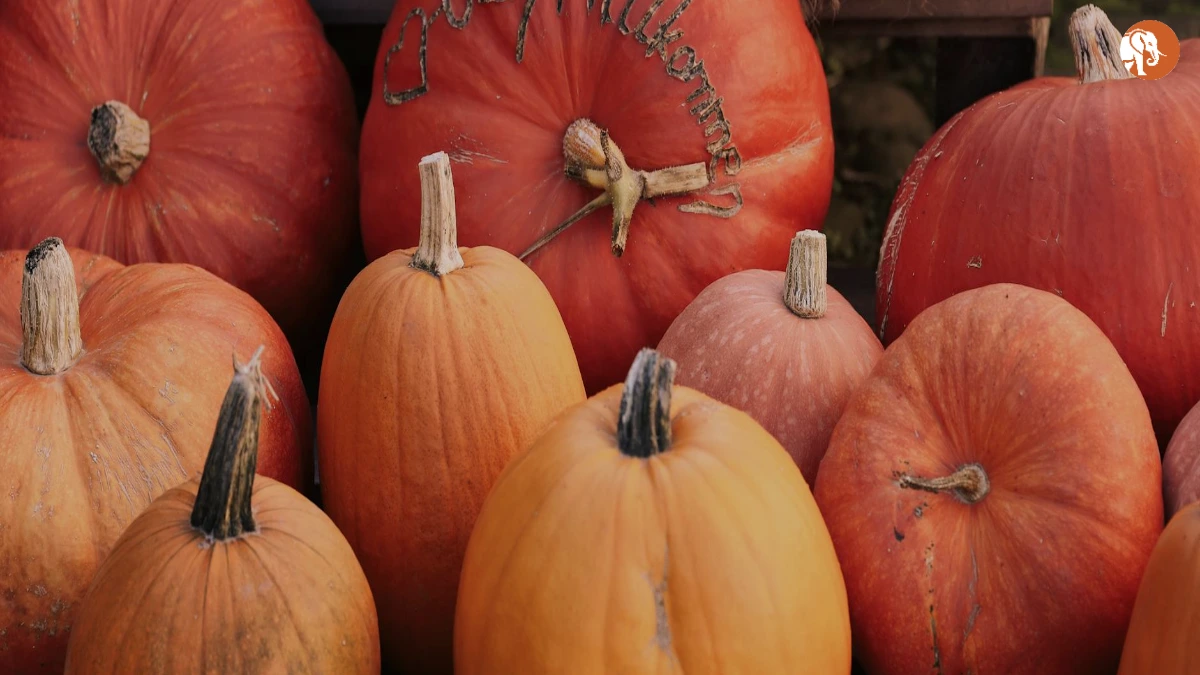 केट जैक्सन: एक प्रेरणादायक जीवनी