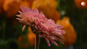 दिल्ली NCR में Balyan गिरोह पर MCOCA के तहत कार्रवाई