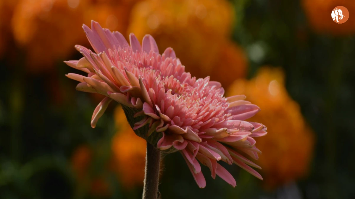 दिल्ली NCR में Balyan गिरोह पर MCOCA के तहत कार्रवाई दिल्ली NCR में Balyan गिरोह पर MCOCA के तहत कार्रवाई