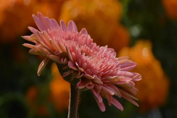 दिल्ली NCR में संगठित अपराध पर पुलिस का बड़ा अभियान: 2025 में सुरक्षा उपाय और गिरफ्तारी की ताज़ा जानकारी