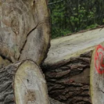 महाराष्ट्र में अवैध वृक्ष कटाई: एक गंभीर मुद्दा