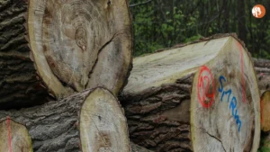 महाराष्ट्र में अवैध वृक्ष कटाई: एक गंभीर मुद्दा