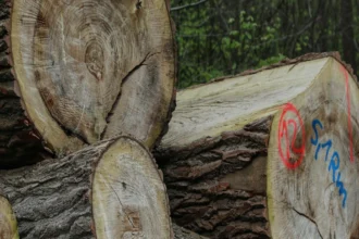 महाराष्ट्र में अवैध वृक्ष कटाई: एक गंभीर मुद्दा