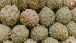 पुणे चुनावों में बढ़ती चुनावी हिंसा: एक विश्लेषण