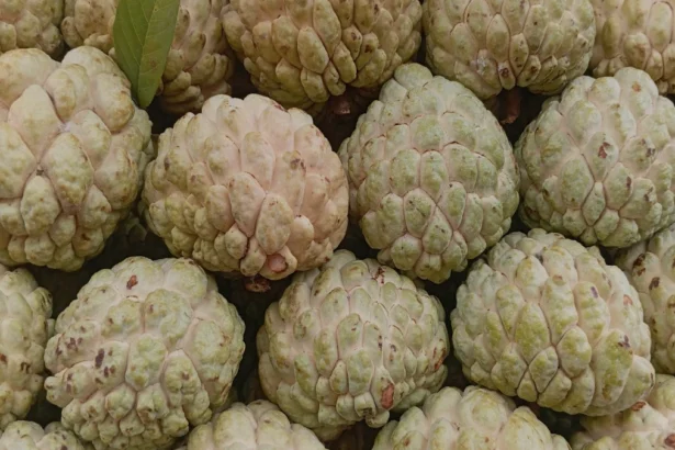 पुणे चुनावों में बढ़ती चुनावी हिंसा: एक विश्लेषण