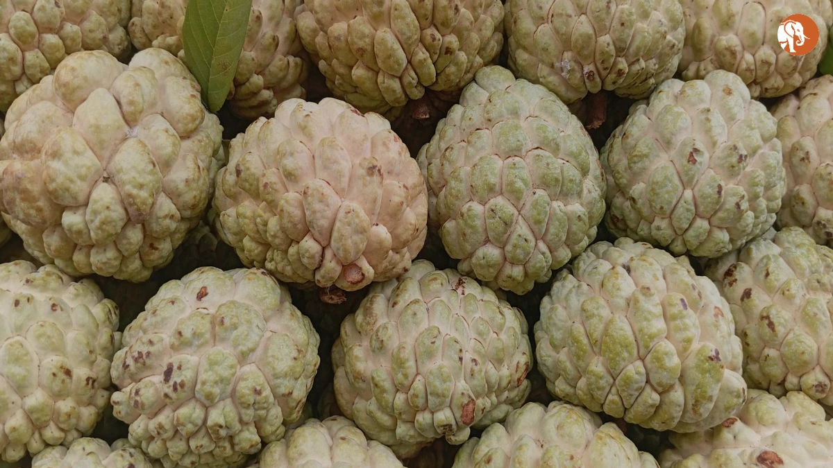 पुणे चुनावों में बढ़ती चुनावी हिंसा: एक विश्लेषण