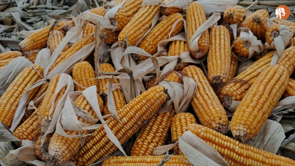 Bihar में सरकारी अधिकारियों पर हमले: NCRB रिपोर्ट का विश्लेषण और सुरक्षा उपाय