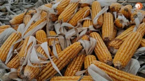 Bihar में सरकारी अधिकारियों पर हमले: NCRB रिपोर्ट का विश्लेषण और सुरक्षा उपाय