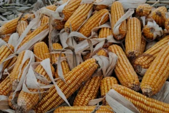 Bihar में सरकारी अधिकारियों पर हमले: NCRB रिपोर्ट का विश्लेषण और सुरक्षा उपाय