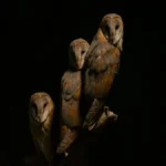 पटना में विकलांग व्यक्ति की निर्मम हत्या: एक गंभीर सुरक्षा मुद्दा