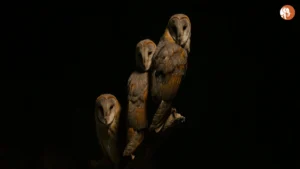 पटना में विकलांग व्यक्ति की निर्मम हत्या: एक गंभीर सुरक्षा मुद्दा