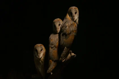 पटना में विकलांग व्यक्ति की निर्मम हत्या: एक गंभीर सुरक्षा मुद्दा