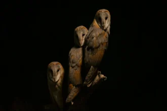 Bihar चुनाव में मतदाता सूची से नागरिकता के कारण नाम हटाने की प्रक्रिया