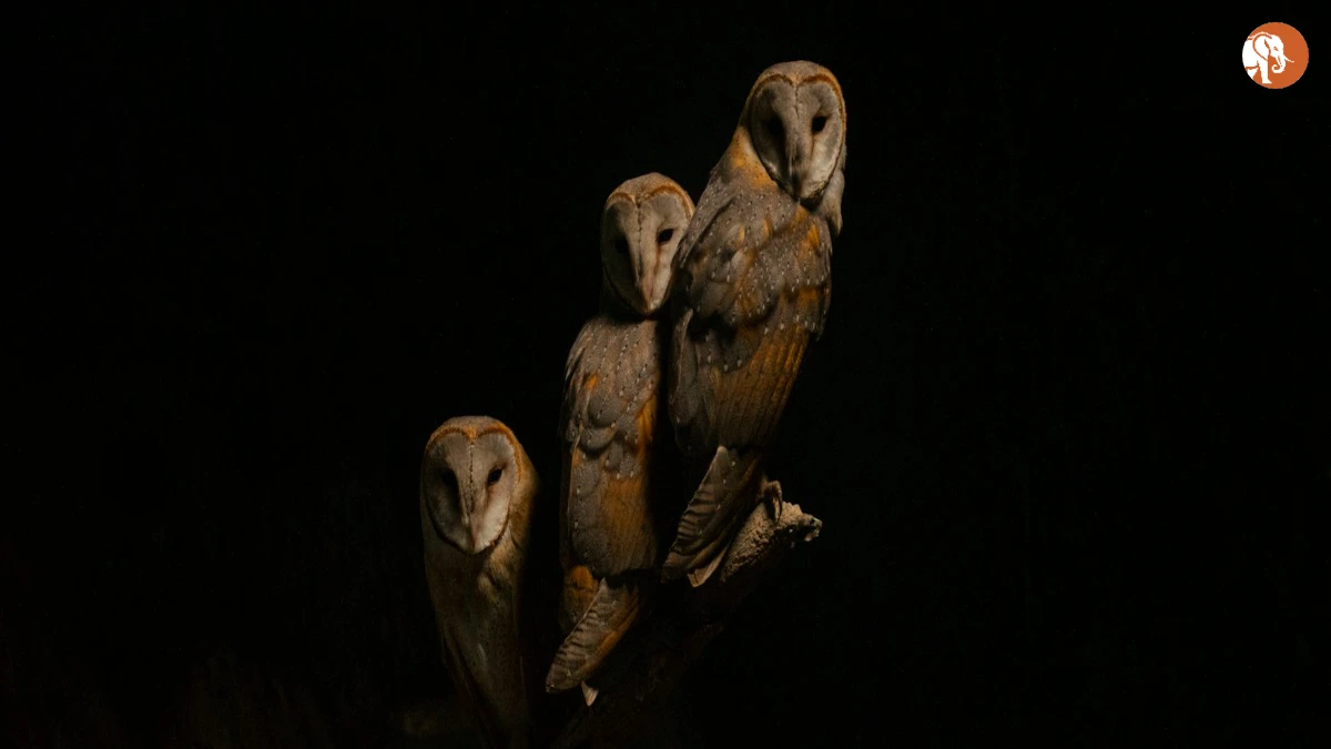 Bihar चुनाव में मतदाता सूची से नागरिकता के कारण नाम हटाने की प्रक्रिया Bihar चुनाव में मतदाता सूची से नागरिकता के कारण नाम हटाने की प्रक्रिया