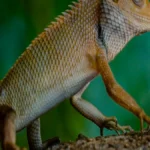 बिहार विधानसभा चुनाव 2025: मतदाता सूची शुद्धिकरण की महत्वपूर्ण जानकारी