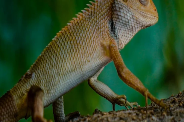 बिहार विधानसभा चुनाव 2025: मतदाता सूची शुद्धिकरण की महत्वपूर्ण जानकारी