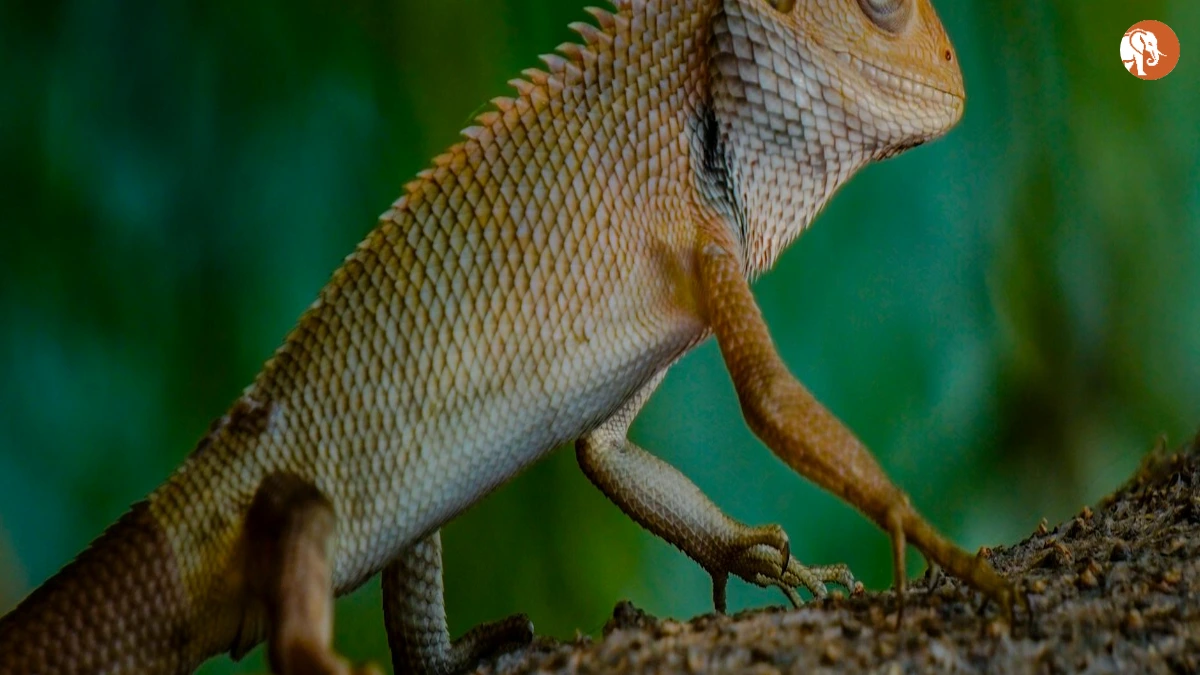 बिहार विधानसभा चुनाव 2025: मतदाता सूची शुद्धिकरण की महत्वपूर्ण जानकारी बिहार विधानसभा चुनाव 2025: मतदाता सूची शुद्धिकरण की महत्वपूर्ण जानकारी