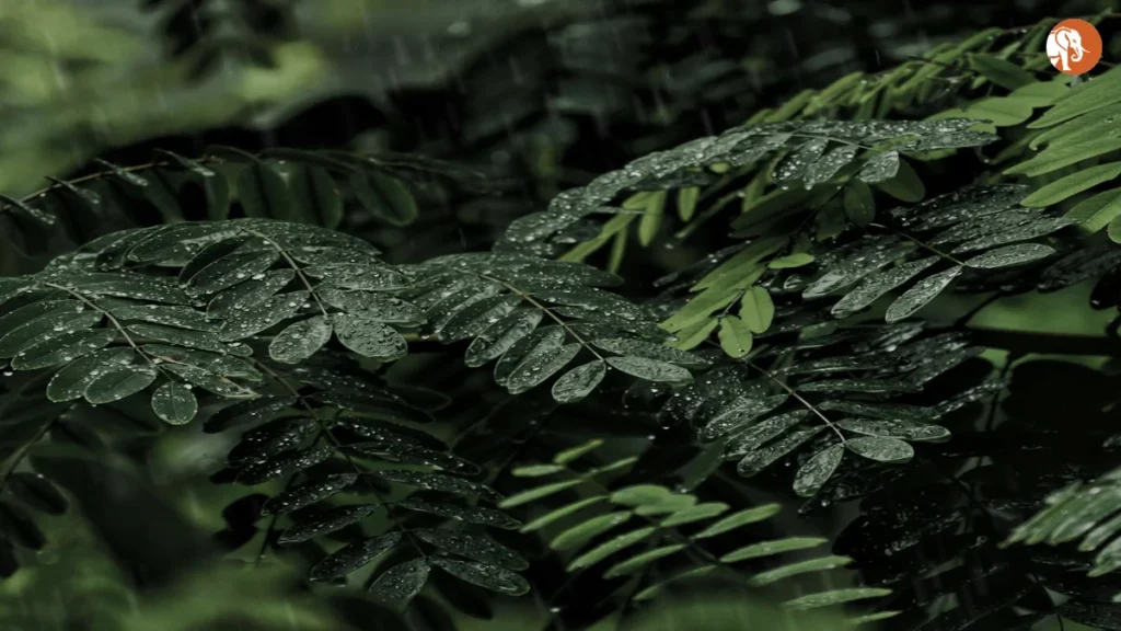 Meerut में माँ-बेटी के बीच हत्या के प्रयास का मामला: घटनाक्रम और समाज पर प्रभाव