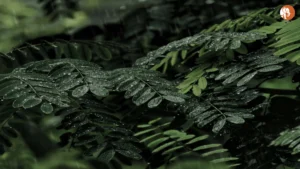 Meerut में माँ-बेटी के बीच हत्या के प्रयास का मामला: घटनाक्रम और समाज पर प्रभाव