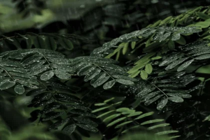 Meerut में माँ-बेटी के बीच हत्या के प्रयास का मामला: घटनाक्रम और समाज पर प्रभाव