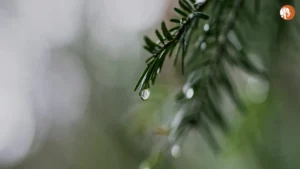 गौतम बुद्ध नगर में ASGI प्रॉपर्टीज के खिलाफ FIR: रियल एस्टेट धोखाधड़ी की जांच