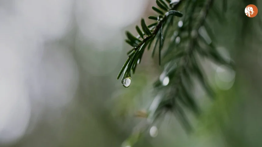 गौतम बुद्ध नगर में ASGI प्रॉपर्टीज के खिलाफ FIR: रियल एस्टेट धोखाधड़ी की जांच