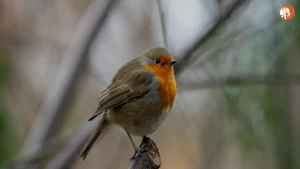 UP राज्य में NCRB डेटा के अनुसार अपराध दर: 25% कम