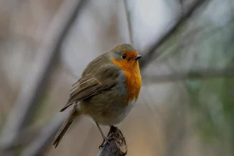 UP राज्य में NCRB डेटा के अनुसार अपराध दर: 25% कम