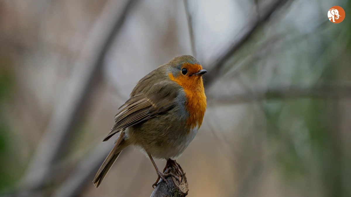 UP राज्य में NCRB डेटा के अनुसार अपराध दर: 25% कम UP राज्य में NCRB डेटा के अनुसार अपराध दर: 25% कम