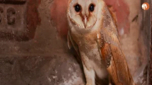 कोलकाता की सुरक्षा पर NCRB रिपोर्ट: 2025 में क्या कहते हैं आंकड़े?