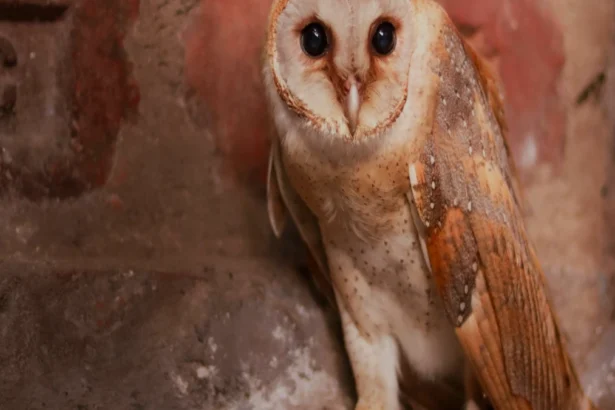 कोलकाता की सुरक्षा पर NCRB रिपोर्ट: 2025 में क्या कहते हैं आंकड़े?