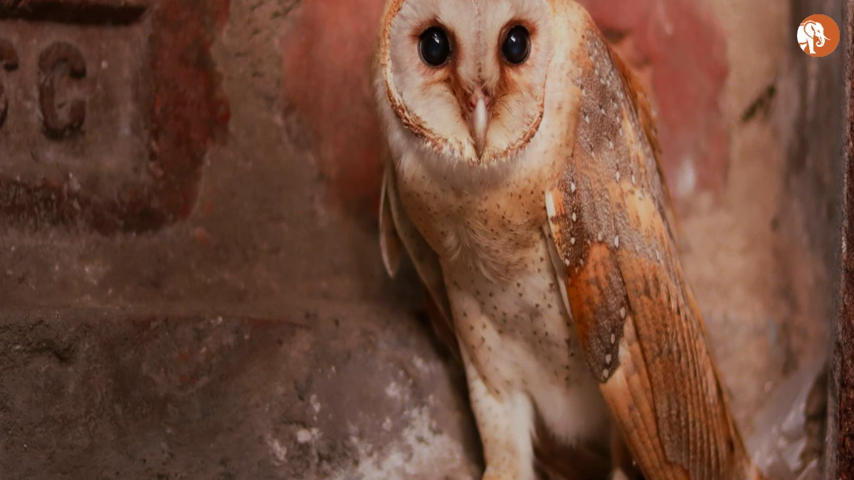 कोलकाता की सुरक्षा पर NCRB रिपोर्ट: 2025 में क्या कहते हैं आंकड़े? कोलकाता की सुरक्षा पर NCRB रिपोर्ट: 2025 में क्या कहते हैं आंकड़े?