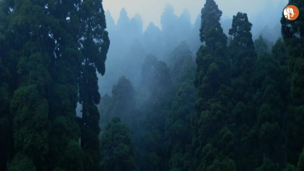 Darjeeling और Mirik Hills में भारी बारिश के कारण प्राकृतिक आपदा