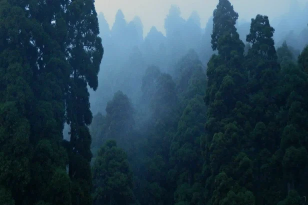 Darjeeling और Mirik Hills में भारी बारिश के कारण प्राकृतिक आपदा