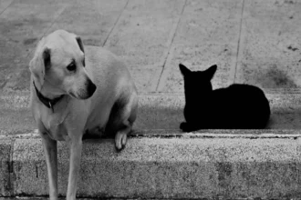 हरियाणा में अपराध की स्थिति: हुड्डा और सैनी सरकार की समीक्षा