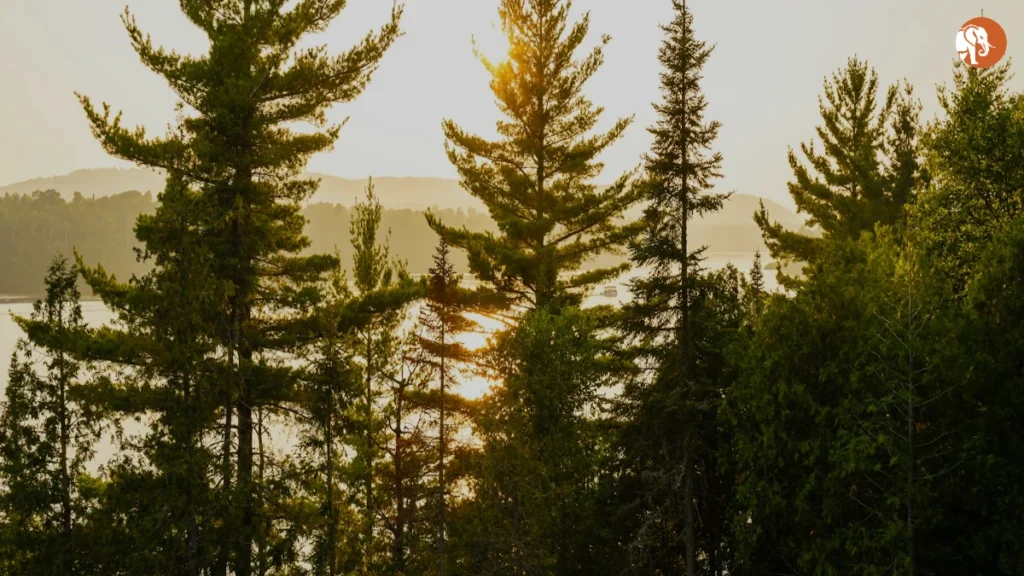 हरियाणा में FIRs की स्थिति: 2025 में पुलिसिंग में पारदर्शिता का महत्व