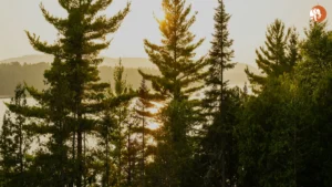 हरियाणा में FIRs की स्थिति: 2025 में पुलिसिंग में पारदर्शिता का महत्व