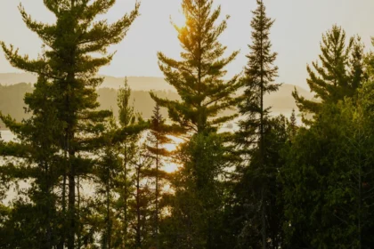 हरियाणा में FIRs की स्थिति: 2025 में पुलिसिंग में पारदर्शिता का महत्व