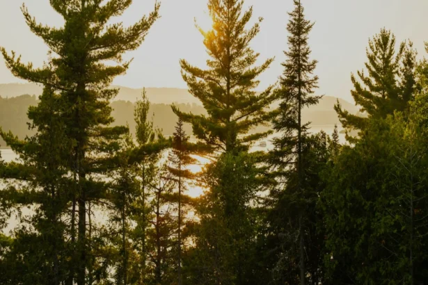 हरियाणा में FIRs की स्थिति: 2025 में पुलिसिंग में पारदर्शिता का महत्व