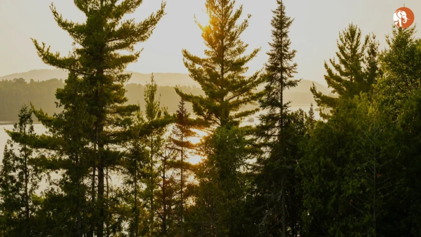 हरियाणा में FIRs की स्थिति: 2025 में पुलिसिंग में पारदर्शिता का महत्व