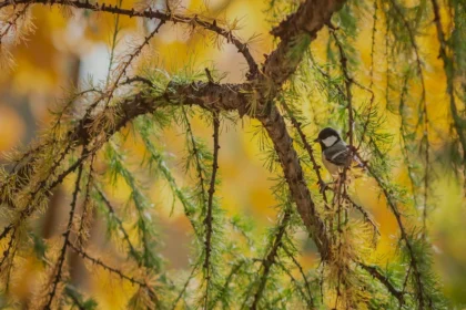 झारखंड में बिजली चोरी के खिलाफ कार्रवाई: FIR दर्ज करने की प्रक्रिया और राज्य सरकार के कदम
