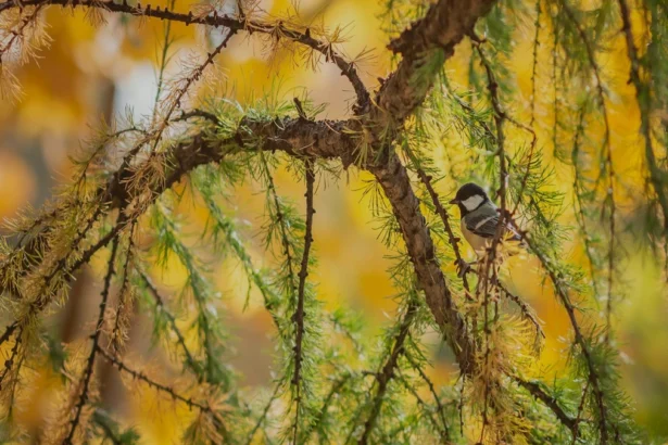 झारखंड में बिजली चोरी के खिलाफ कार्रवाई: FIR दर्ज करने की प्रक्रिया और राज्य सरकार के कदम