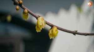 2025 लीग ऑफ़ लेजेंड्स वर्ल्ड चैंपियनशिप: सब कुछ जो आपको जानना चाहिए