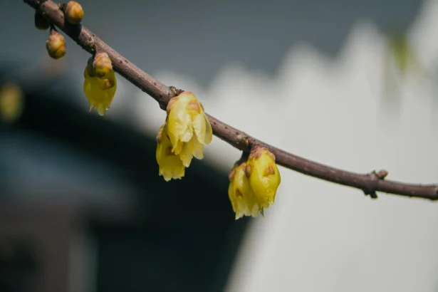 2025 लीग ऑफ़ लेजेंड्स वर्ल्ड चैंपियनशिप: सब कुछ जो आपको जानना चाहिए