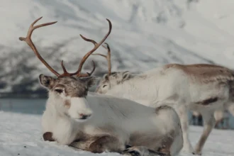 2025 में वैश्विक रुझानों का अद्यतन