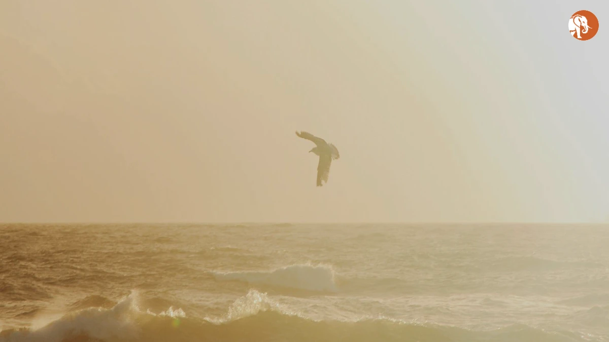 Virgin Atlantic की नई सीधी उड़ान: लंदन से सियोल 2026 में